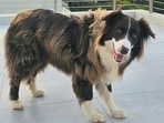 Border_Collie