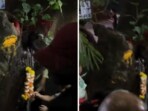 Believing that "miracle water" with “healing powers” was flowing from the trunk, many began worshipping it with traditional offerings. Believing that "miracle water" with “healing powers” was flowing from the trunk, many began worshipping it with traditional offerings.