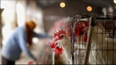 According to deputy director Yogesh Pratap Singh, all infected animals and birds are currently stable and under treatment. (For representation) According to deputy director Yogesh Pratap Singh, all infected animals and birds are currently stable and under treatment. (For representation)