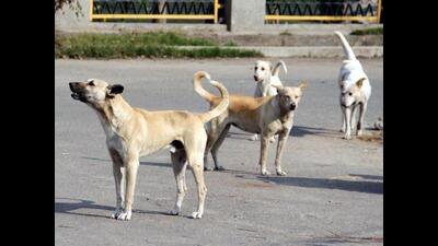 The drive will now be carried out directly by the MC, ensuring a more efficient, humane, and systematic control of the stray dog population in the city. (HT Photo)