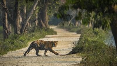 The tiger was old and unable to hunt wild prey, which may have driven it to target humans (AP) The tiger was old and unable to hunt wild prey, which may have driven it to target humans (AP)