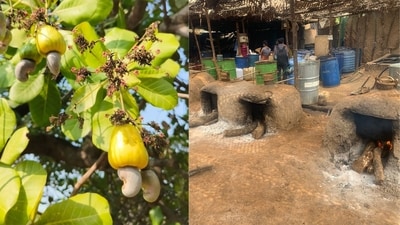 Goan feni is GI-tagged: A milestone for this homegrown spirit (Photos: Instagram/ moiracashewfeni and Shutterstock) Goan feni is GI-tagged: A milestone for this homegrown spirit (Photos: Instagram/ moiracashewfeni and Shutterstock)