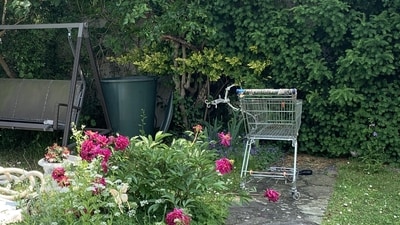 Internet users were stumped by an illusion showing a white cat hidden in a backyard garden. (Reddit/Ok-Faithlessness-458) Internet users were stumped by an illusion showing a white cat hidden in a backyard garden. (Reddit/Ok-Faithlessness-458)