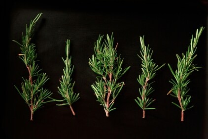 Rosemary has calming effects on the brain. (Unsplash) Rosemary has calming effects on the brain. (Unsplash)