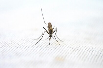 Is it Malaria or Dengue? Here's how to know the difference between the two mosquito-borne diseases (Photo by Pragyan Bezbaruah on Pexels) Is it Malaria or Dengue? Here's how to know the difference between the two mosquito-borne diseases (Photo by Pragyan Bezbaruah on Pexels)