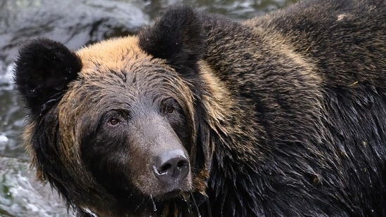 Panos Stefanou, spokesman for Greece wildlife group Arcturos, said the bear was likely defending itself. (Pixabay/ Representational)