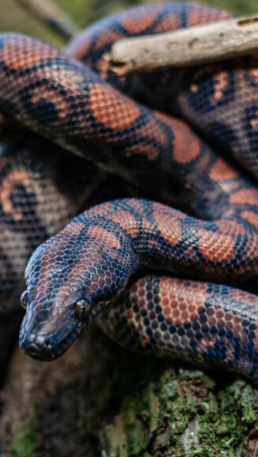 Amazing facts about snakes and their skin shedding | Hindustan Times