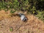 Tegu lizard native to South America was spotted by hikers in California. Tegu lizard native to South America was spotted by hikers in California.