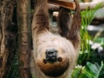 Sloth_Bear