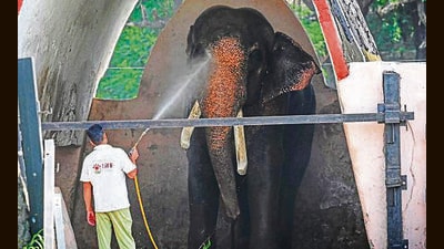 An elephant takes cools off with a hose shower at Delhi zoological Park as the temperature rises in the Capital (Sanchit Khanna/HT Photo) An elephant takes cools off with a hose shower at Delhi zoological Park as the temperature rises in the Capital (Sanchit Khanna/HT Photo)