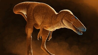 This handout artist's illustration made available by University of Calgary on June 6, 2025, shows the newly discovered dinosaur species Khankhuuluu mongoliensis, an ancestor of Tyrannosaurus Rex. (Julius CSOTONYI / University of Calgary / AFP) This handout artist's illustration made available by University of Calgary on June 6, 2025, shows the newly discovered dinosaur species Khankhuuluu mongoliensis, an ancestor of Tyrannosaurus Rex. (Julius CSOTONYI / University of Calgary / AFP)