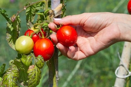 An important aspect of Satvik Travel is eating locally grown organic food (Photo: Adobe stock) An important aspect of Satvik Travel is eating locally grown organic food (Photo: Adobe stock)