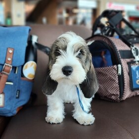 It’s Getting Harder and Pricier to Fly With Your Pet