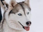 Husky
