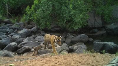 A tigress, RBT-135, has been captured on camera with two cubs in the Nainiyaki Rang (Sourced)