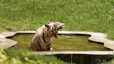 A white tiger relaxes in a pond at the Delhi zoo as the maximum temperature touched 43.9°C on Thursday. (Sonu Mehta/HT Photo) A white tiger relaxes in a pond at the Delhi zoo as the maximum temperature touched 43.9°C on Thursday. (Sonu Mehta/HT Photo)