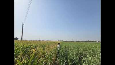 As paddy sowing in Sangrur, Ludhiana, Malerkotla, Mansa, Moga, Barnala, Patiala, Kapurthala, Jalandhar and Nawanshahr commenced on Monday, some farmers in Sangrur are demonstrating a successful shift away from the conventional wheat and paddy cultivation cycle achieving higher profitability while championing sustainable farming practices. (HT Photo) As paddy sowing in Sangrur, Ludhiana, Malerkotla, Mansa, Moga, Barnala, Patiala, Kapurthala, Jalandhar and Nawanshahr commenced on Monday, some farmers in Sangrur are demonstrating a successful shift away from the conventional wheat and paddy cultivation cycle achieving higher profitability while championing sustainable farming practices. (HT Photo)
