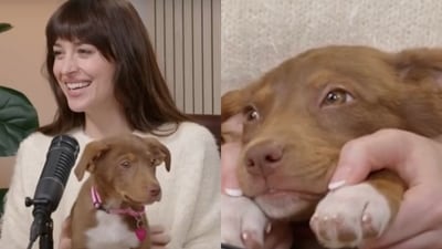 Dakota Johnson has matching nails with her little doggo! (Photos: X)
