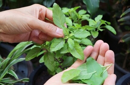 Tulsi improves sore throat. (Shutterstock) Tulsi improves sore throat. (Shutterstock)