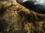 Sea_Otter