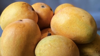 Karnataka CM Siddaramaiah wrote to AP CM Chandra Babu Naidu to lift ban on Karnataka's Totapuri Mangoes. Karnataka CM Siddaramaiah wrote to AP CM Chandra Babu Naidu to lift ban on Karnataka's Totapuri Mangoes.