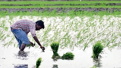 Agriculture Agriculture