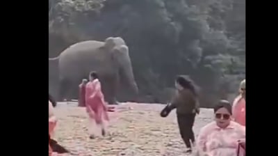 Chaos erupted as an elephant entered a picnic area, chasing people. (X/@ParveenKaswan) Chaos erupted as an elephant entered a picnic area, chasing people. (X/@ParveenKaswan)