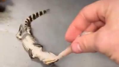 Internet users were stunned as a baby alligator instinctively performed a 'death roll' in a viral video. (X/@AMAZlNGNATURE) Internet users were stunned as a baby alligator instinctively performed a 'death roll' in a viral video. (X/@AMAZlNGNATURE)