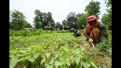 The Sheeshambagh nursery in Lucknow, which is one of 1,901 nurseries across Uttar Pradesh (Deepak Gupta/HT) The Sheeshambagh nursery in Lucknow, which is one of 1,901 nurseries across Uttar Pradesh (Deepak Gupta/HT)