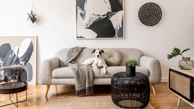 Let your walls and interiors pass the vibe check with the help of key visual design rules. (Shutterstock) Let your walls and interiors pass the vibe check with the help of key visual design rules. (Shutterstock)