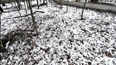 Users struggled to spot the dog hidden in a snowy forest photo posted on Reddit. (Reddit/dragonboy)