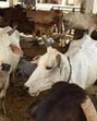 In contrast, the state has fared far better in buying bhoosa — the dry wheat chaff or straw used as fodder for bovines. (FOR REPRESENTATION) In contrast, the state has fared far better in buying bhoosa — the dry wheat chaff or straw used as fodder for bovines. (FOR REPRESENTATION)