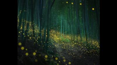 Daniel Kordan’s mesmerising photo of fireflies in a Japan forest. Daniel Kordan’s mesmerising photo of fireflies in a Japan forest.