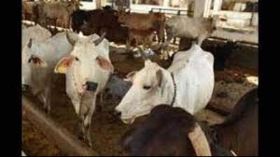 In contrast, the state has fared far better in buying bhoosa — the dry wheat chaff or straw used as fodder for bovines. (FOR REPRESENTATION) In contrast, the state has fared far better in buying bhoosa — the dry wheat chaff or straw used as fodder for bovines. (FOR REPRESENTATION)