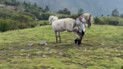 A viral clip showed a horse kicking a woman mid-dance in Nepal. (Instagram/avipsaakhnal) A viral clip showed a horse kicking a woman mid-dance in Nepal. (Instagram/avipsaakhnal)