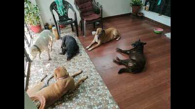 Stray dogs at the Verandah of a house (HT Photo) Stray dogs at the Verandah of a house (HT Photo)