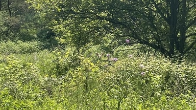 A tricky optical illusion challenged users to spot a hidden deer in an image. (Reddit/PenPen614)