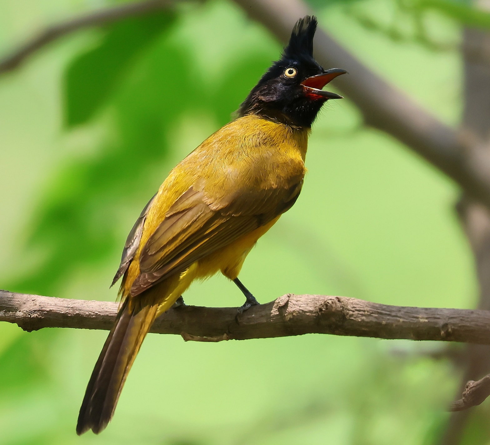 Black-crested bulbul at Thapli. (Anu Garg) Black-crested bulbul at Thapli. (Anu Garg)