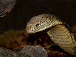 Ten venomous snakes, including nine king cobras, were discovered near Mount Everest. Ten venomous snakes, including nine king cobras, were discovered near Mount Everest.