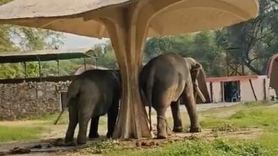 An alleged image of two elephants at the Delhi Zoo taking shelter under a shed at the enclosure were shared widely on social media. The zoo said the elephants were well cared for and the chains were precautionary. (X) An alleged image of two elephants at the Delhi Zoo taking shelter under a shed at the enclosure were shared widely on social media. The zoo said the elephants were well cared for and the chains were precautionary. (X)