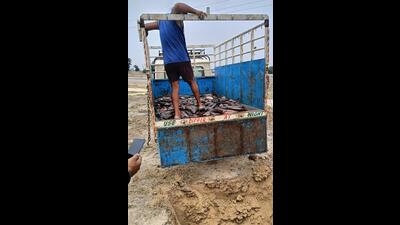The banned fish, Mangur, being seized during surprise inspection at Tajpur fish market in Ludhiana on Sunday. (HT Photo)
