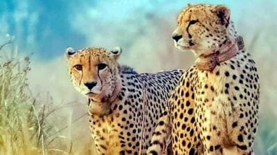 The group of scientists have said that initial findings suggest ecological adaptability of cheetahs in India. (Representational image) The group of scientists have said that initial findings suggest ecological adaptability of cheetahs in India. (Representational image)