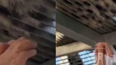 Officials noted that pulling the animal’s hair can cause stress and may lead to aggressive reactions. (X) Officials noted that pulling the animal’s hair can cause stress and may lead to aggressive reactions. (X)