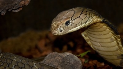 Ten venomous snakes, including nine king cobras, were discovered near Mount Everest. (Representational) Ten venomous snakes, including nine king cobras, were discovered near Mount Everest. (Representational)