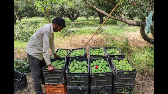 Kangra horticulture officials expect more than 25,000 MT mango production this year, up from last year’s 22,000 MT. (PTI)