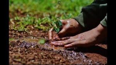 . From July onwards, several departments will begin planting trees according to their assigned targets. (For representation only)
