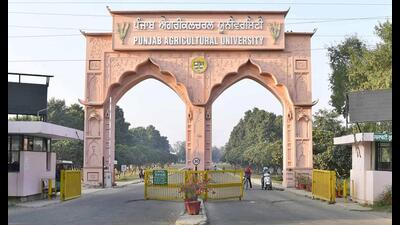 The Punjab Agricultural University has developed over 950 crop varieties, significantly advancing productivity in wheat, rice, cotton and horticultural crops. (HT File) The Punjab Agricultural University has developed over 950 crop varieties, significantly advancing productivity in wheat, rice, cotton and horticultural crops. (HT File)