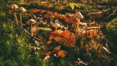 Scientists say the fungus is spreading in parts of the US, especially in warm, wet states like Florida, Louisiana, Texas, Georgia, and California. (Representative image) (Pexels) Scientists say the fungus is spreading in parts of the US, especially in warm, wet states like Florida, Louisiana, Texas, Georgia, and California. (Representative image) (Pexels)