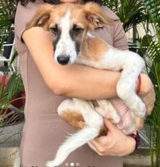Cherry is a three-month old Indie. Cherry is a three-month old Indie.