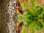 Squirrel
